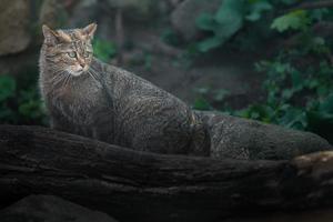 gato selvagem europeu atrás de tronco foto