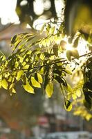 close-up de folhas verdes foto