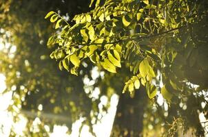 close-up de folhas verdes foto