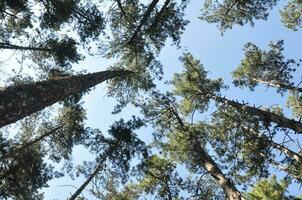 Visão do denso floresta árvores a partir de terra para céu foto