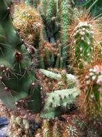 mamillaria alongado, a ouro renda cacto ou ladyfinger cacto, é uma espécies do floração plantar dentro a família cactáceas, nativo para central México. foto