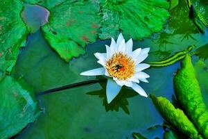 lindo branco lótus flores estão acima a lago. ninfa Alba, a branco nenúfar, europeu branco água lírio ou branco nenuphar, é a aquático floração plantar dentro a família nymphaeaceae foto