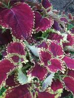 miana, iler ou coleus atropurpureus, plectranthus scutellarioides é uma arbusto com uma altura do acima para 1,5 m. foto