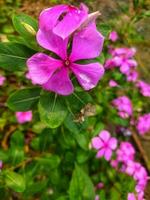 tapak dar ou pervinca, vinca é a anual arbusto este origina a partir de Madagáscar mas tem espalhar para de outros tropical regiões. Está científico nome é catharanthus Roseus vestir. foto