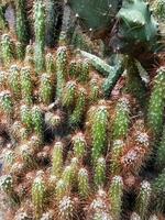 mamillaria alongado, a ouro renda cacto ou ladyfinger cacto, é uma espécies do floração plantar dentro a família cactáceas, nativo para central México. foto