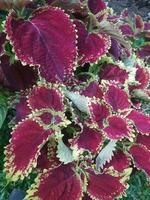 miana, iler ou coleus atropurpureus, plectranthus scutellarioides é uma arbusto com uma altura do acima para 1,5 m. foto