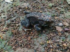 a rã debaixo a árvore ou casa rã tem a científico nome bufo melanostictus schneider. foto