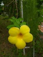 allamanda catártica, comumente chamado dourado trompete, comum trombeta, terompet emas e amarelo allamanda, é uma espécies do floração plantar do a gênero allamanda dentro a família apocináceas. foto