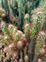 mamillaria alongado, a ouro renda cacto ou ladyfinger cacto, é uma espécies do floração plantar dentro a família cactáceas, nativo para central México. foto