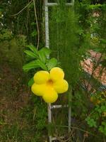 allamanda catártica, comumente chamado dourado trompete, comum trombeta, terompet emas e amarelo allamanda, é uma espécies do floração plantar do a gênero allamanda dentro a família apocináceas. foto