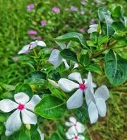 esses branco flores dentro Indonésia estão conhecido Como tapak dar ou catharanthus Roseus vestir. foto