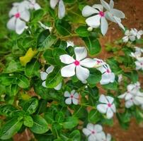 esses branco flores dentro Indonésia estão conhecido Como tapak dar ou catharanthus Roseus vestir. foto