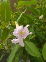 tabebuia impetiginosa ou Rosa trompete é a ornamental plantar qual, quando visto a partir de uma distância, se assemelha uma cereja Flor árvore. foto