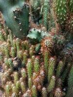 mamillaria alongado, a ouro renda cacto ou ladyfinger cacto, é uma espécies do floração plantar dentro a família cactáceas, nativo para central México. foto