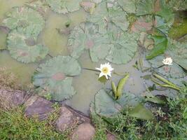 lindo branco lótus flores estão acima a lago. ninfa Alba, a branco nenúfar, europeu branco água lírio ou branco nenuphar, é a aquático floração plantar dentro a família nymphaeaceae foto