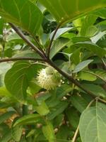 zinia gracioso ou Melhor conhecido de a científico nome zínia Elegans é 1 do a a maioria famoso anual floração plantas do a gênero zinia. foto