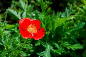 uma vermelho papoula flor com pólen em pé sozinho com verde folhas. foto