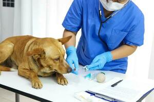 cachorro em exame mesa do veterinário clínica. veterinário Cuidado. veterinario médico e cachorro. foto