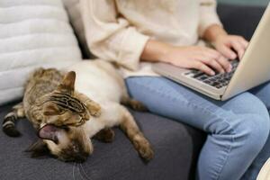 mulher trabalhando a partir de casa com gato. gato adormecido em a computador portátil teclado. assistente gato trabalhando às computador portátil foto