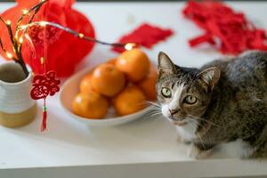 gato preparar chinês Novo ano celebrações às lar. fofa doméstico cabelo curto gato colocando tradicional pingente para a chinês lunar Novo ano para Boa sorte. chinês palavra significa bênção foto