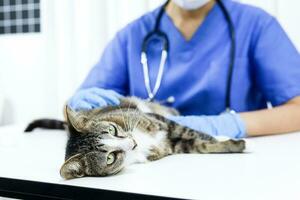 gato em exame mesa do veterinário clínica. veterinário Cuidado. veterinario médico e gato. foto