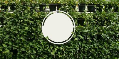 zombar acima em branco branco do tabuleta em plantas parede espaço para texto. produtos exibição montagem foto