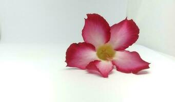 deserto rosa ou impala lírio flor isolado em branco fundo. foto