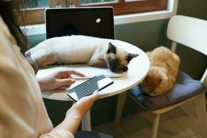 mulher trabalhando em telefone a partir de casa com gato. gato adormecido em a computador portátil teclado. assistente gato trabalhando às computador portátil foto