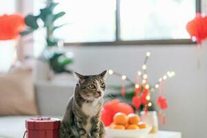 gato preparar chinês Novo ano celebrações às lar. fofa doméstico cabelo curto gato colocando tradicional pingente para a chinês lunar Novo ano para Boa sorte. chinês palavra significa bênção foto