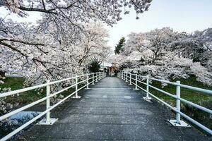 lindo cereja flores. sakura flores dentro Japão. viagem Primavera tempo. foto