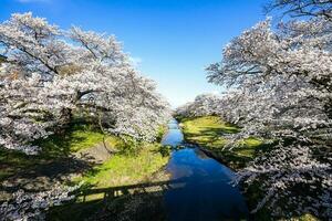 lindo cereja flores. sakura flores dentro Japão. viagem Primavera tempo. foto