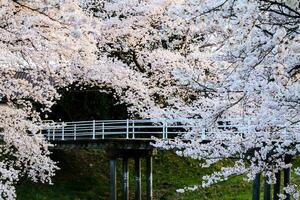 lindo cereja flores. sakura flores dentro Japão. viagem Primavera tempo. foto