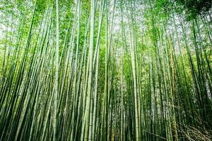 Arashiyama bambu bosques dentro Japão foto