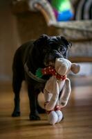 Preto pug de raça pura cachorro com boneca dentro a boca olhando às a Câmera muito engraçado foto