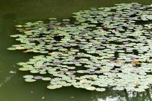 Waterlilly folhas flutuando dentro uma japonês têmpora lagoa foto