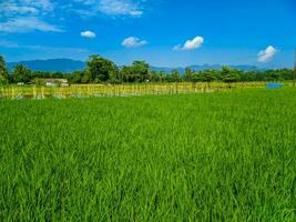 lindo verde arroz arroz campo Visão com azul céu. foto