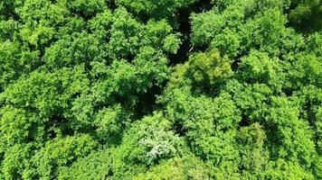 zangão Visão do uma misturado floresta com verde árvores dentro norte Alemanha. foto