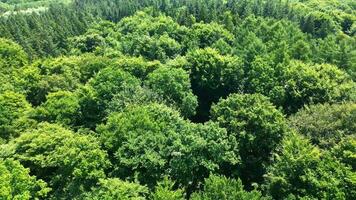 zangão Visão do uma misturado floresta com verde árvores dentro norte Alemanha. foto