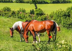 belo panorama de cavalos pastando em um prado verde durante a primavera foto