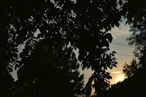 uma verde árvore e a luz do a configuração Sol. verão panorama dentro a cidade. foto