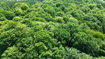 zangão Visão do uma misturado floresta com verde árvores dentro norte Alemanha. foto