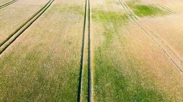 Visão sobre uma trigo campo dentro Boa clima encontrado dentro norte Alemanha. foto