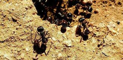uma ocupado formiga colônia fechar acima foto