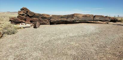 uma ampla petrificado árvore tronco dentro a petrificado nacional parque foto