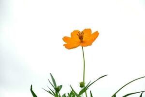 flor amarela cosmos foto