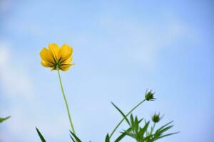 flor amarela do cosmos. foto