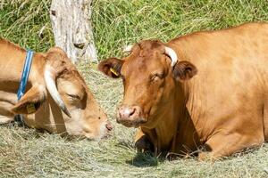 vacas dentro a ensolarado campo foto