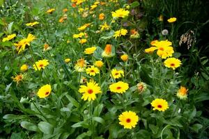 grande quantidade do amarelo calêndula flores e verde folhagem foto