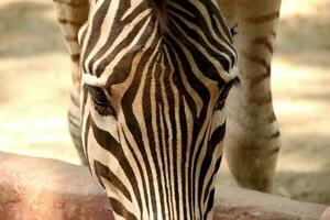 retrato do zebras dentro a jardim zoológico foto