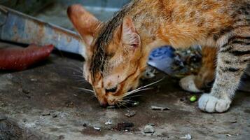 fechar-se foto do gato face.